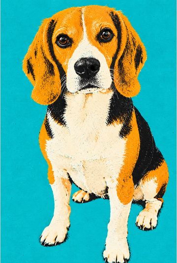 Sample pop color portrait of a beagle on a bright turquoise background